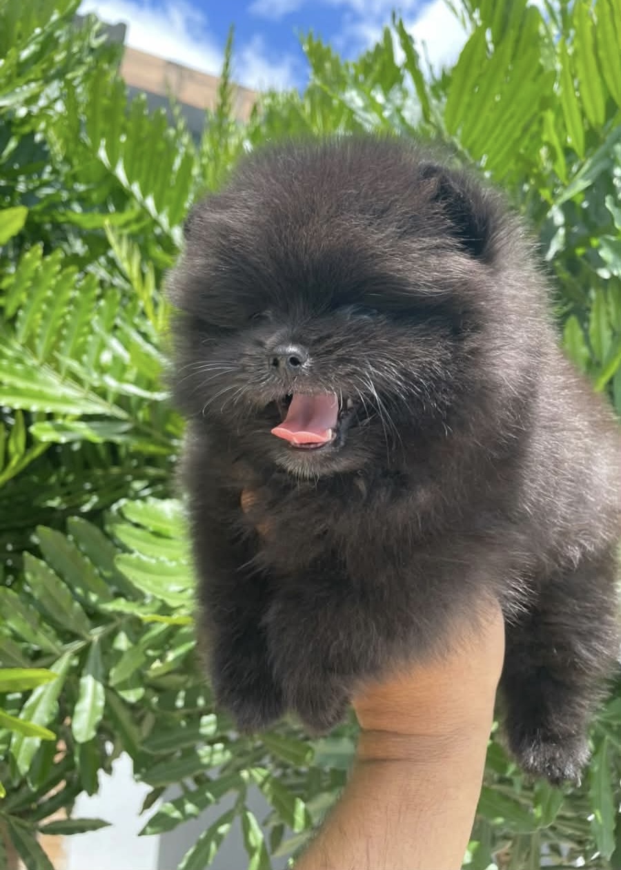 Filhote preto de Lulu da Pomerânia ao ar livre