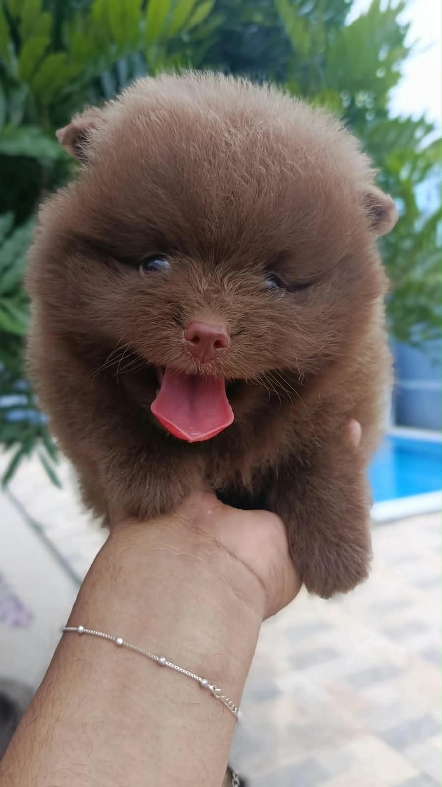 Filhote de Lulu da Pomerânia em pelagem chocolate