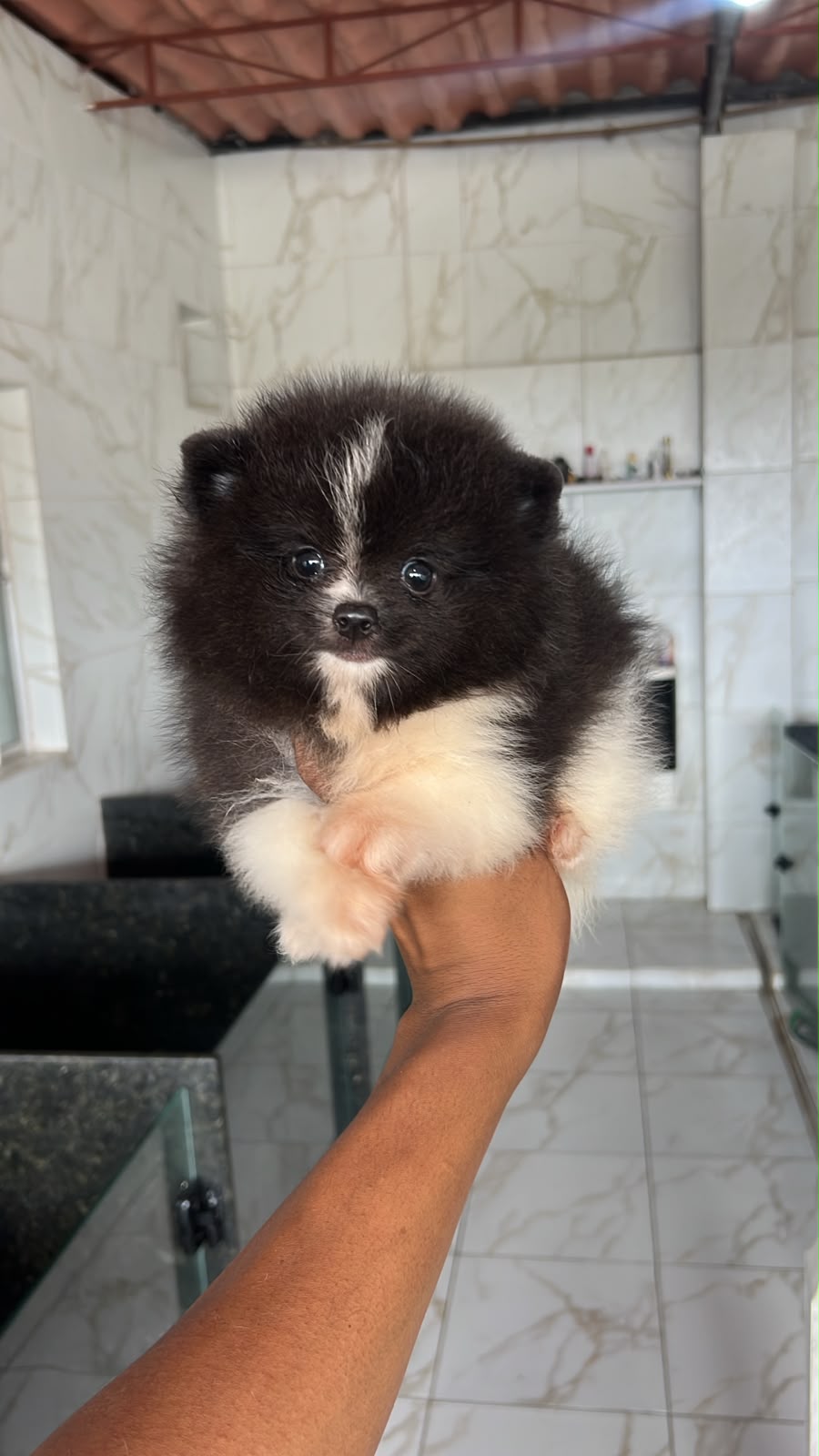 Filhote de Lulu da Pomerânia preto e branco no colo